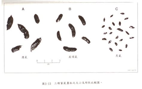 老鼠屎長怎樣|鼠蟲入侵有「屎」可尋 專家教分辨老鼠屎、蝨屎、曱。